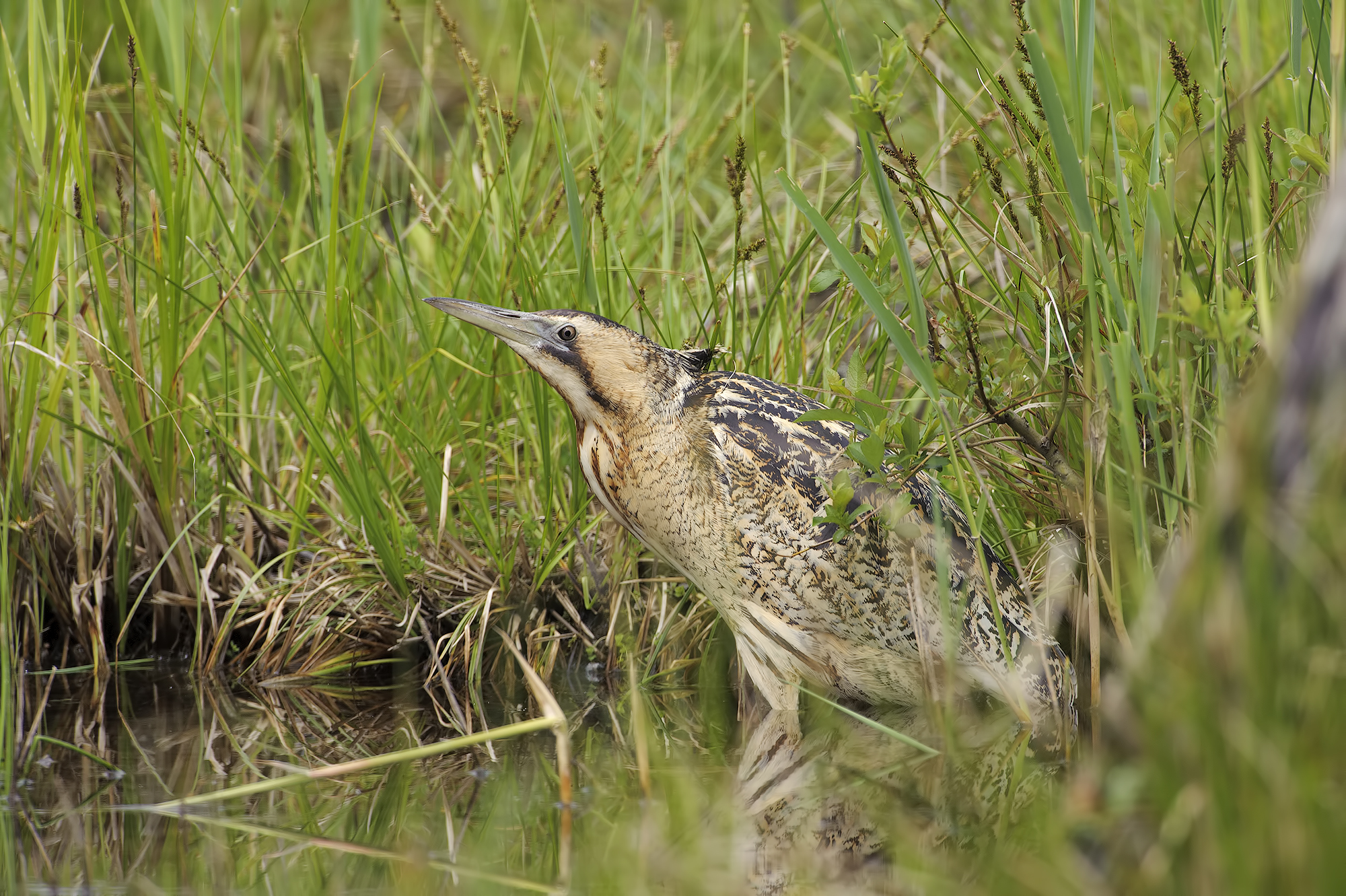 Bittern