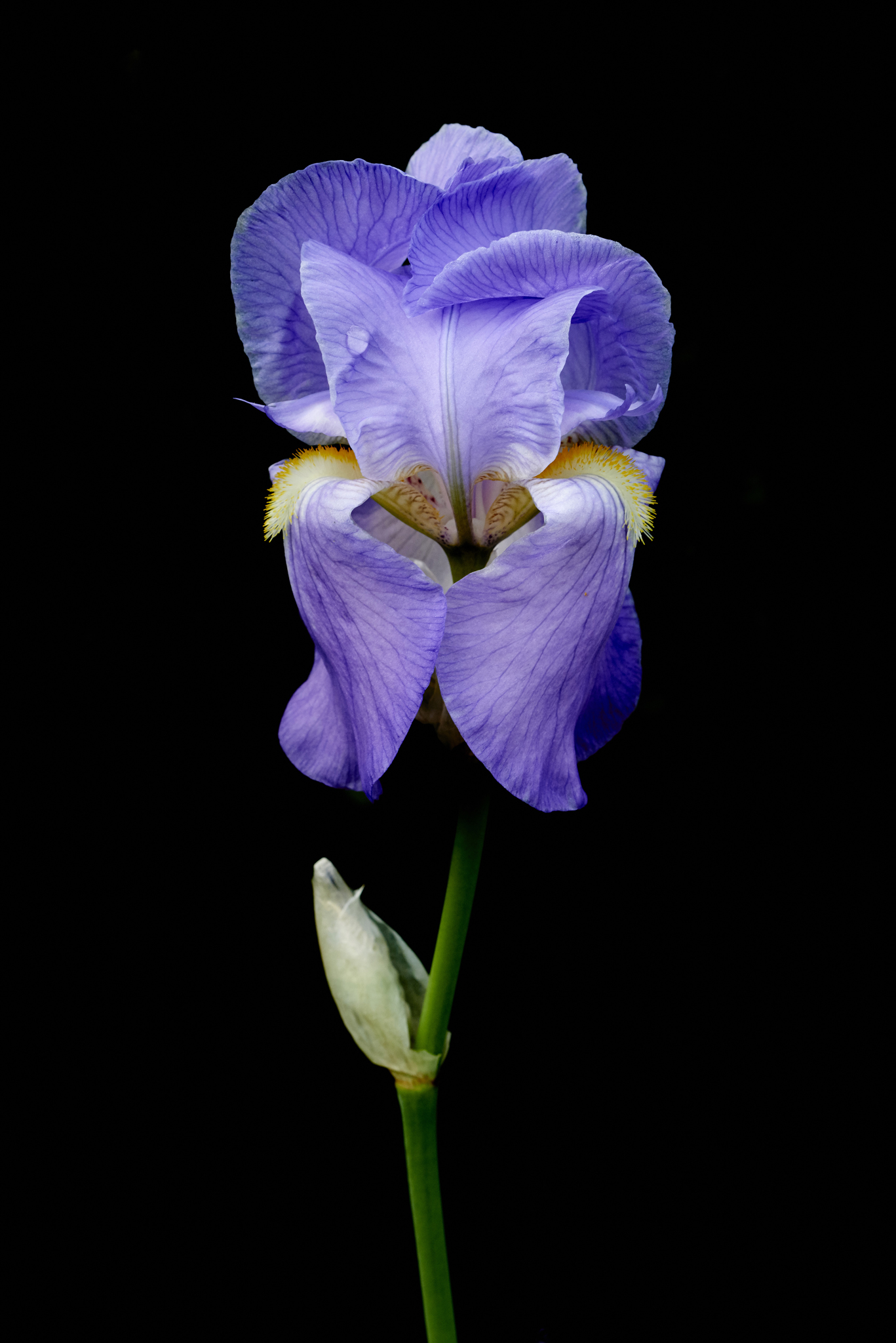 Iris