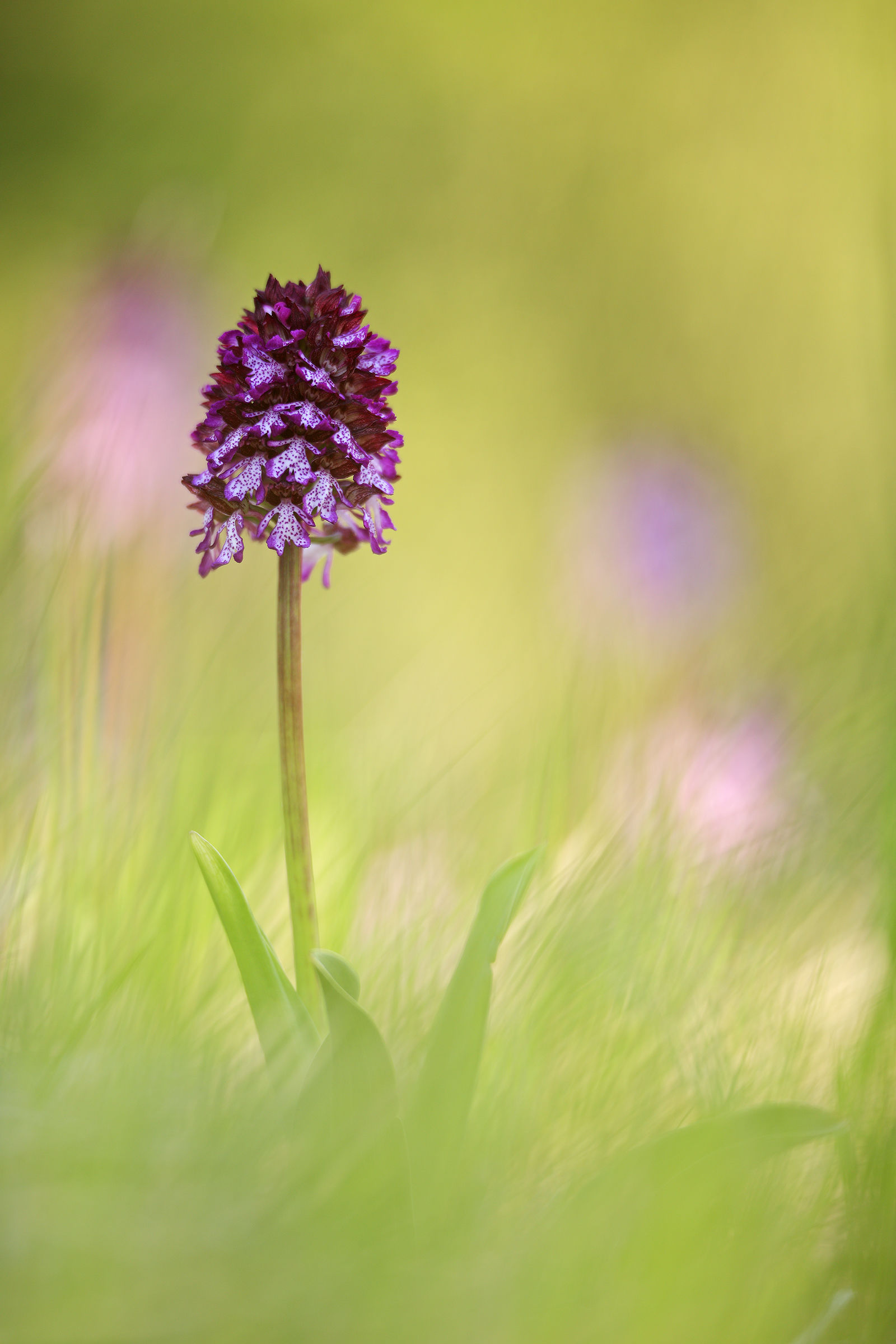 Orchis purpurea
