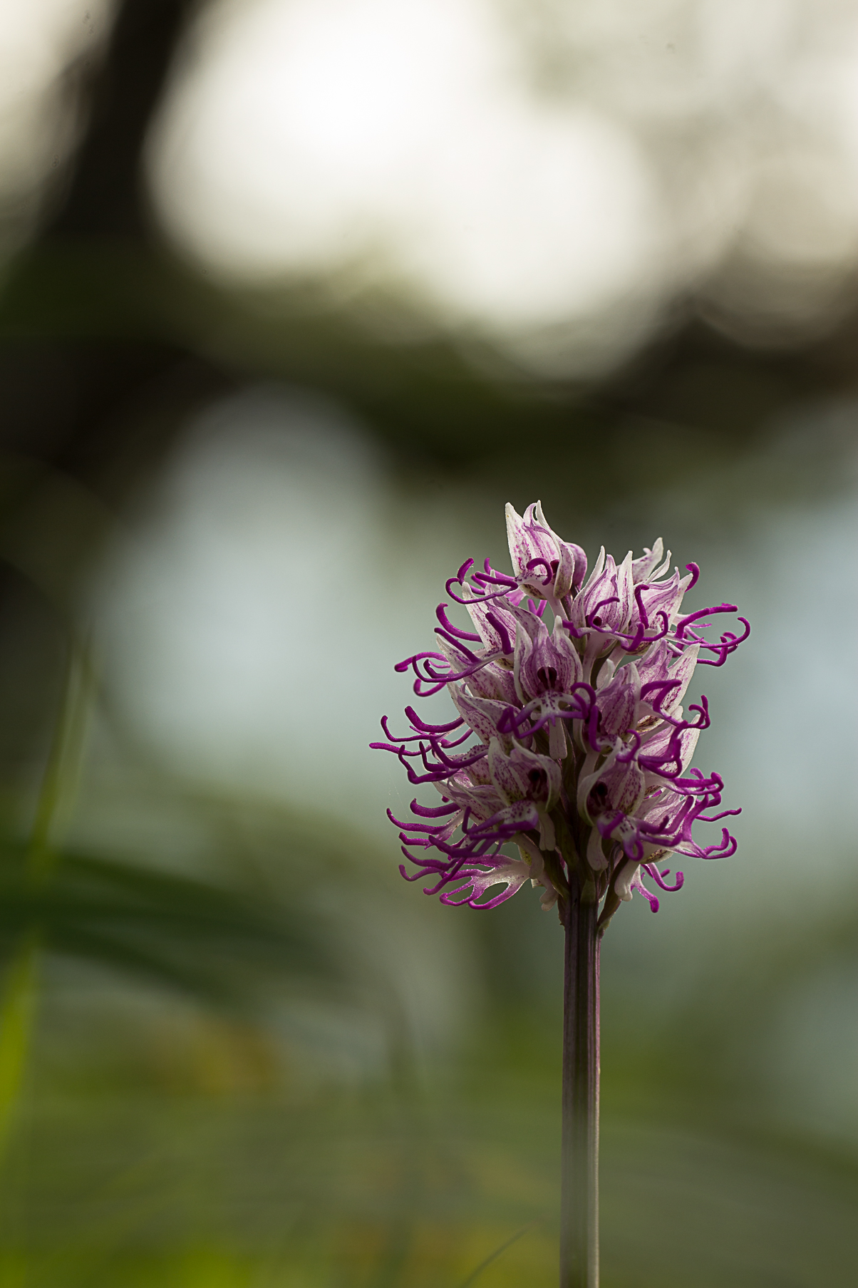 monkey orchid
