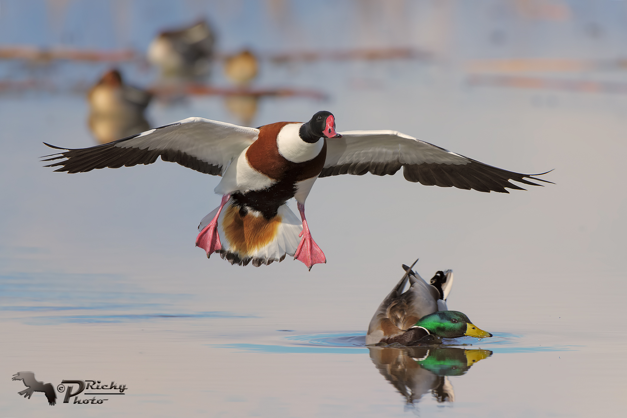 Rotta di collisione !