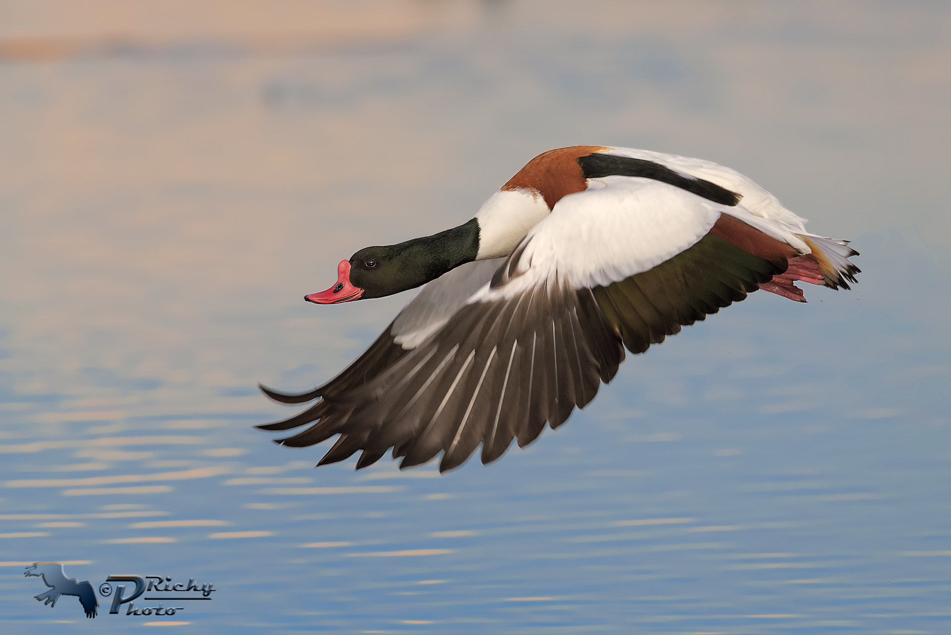 Shelduck in flying low!