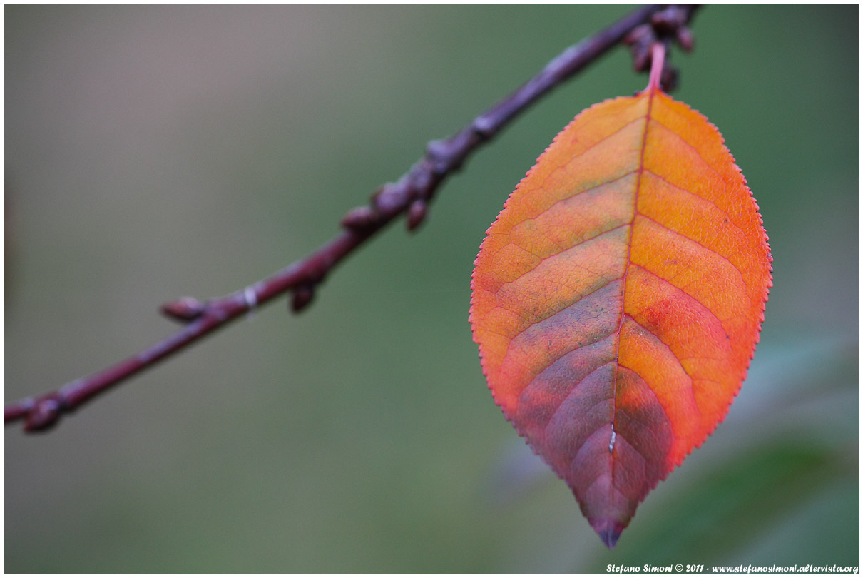The colors of autumn / 1