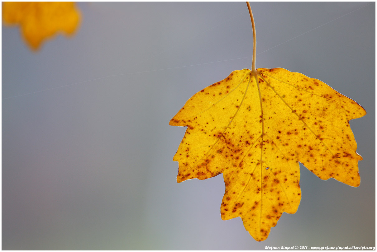 The colors of autumn /2