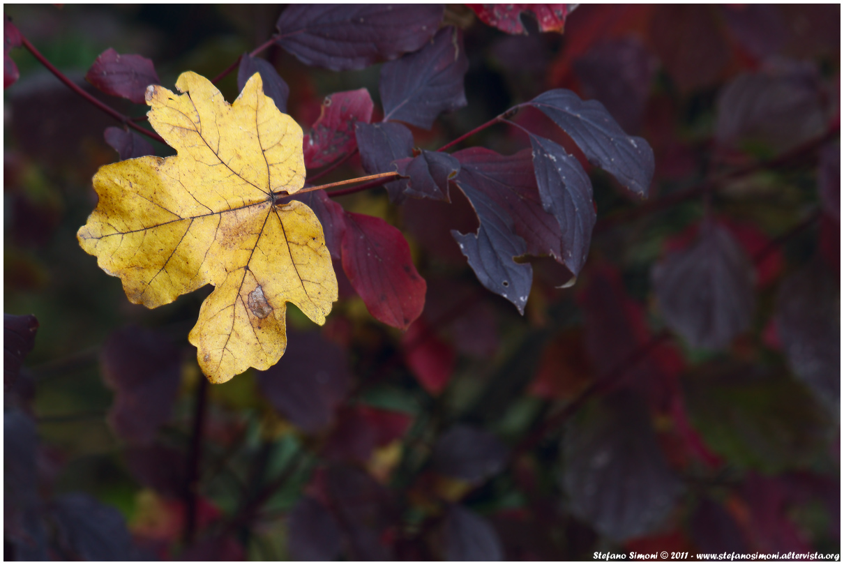 The colors of autumn / 3