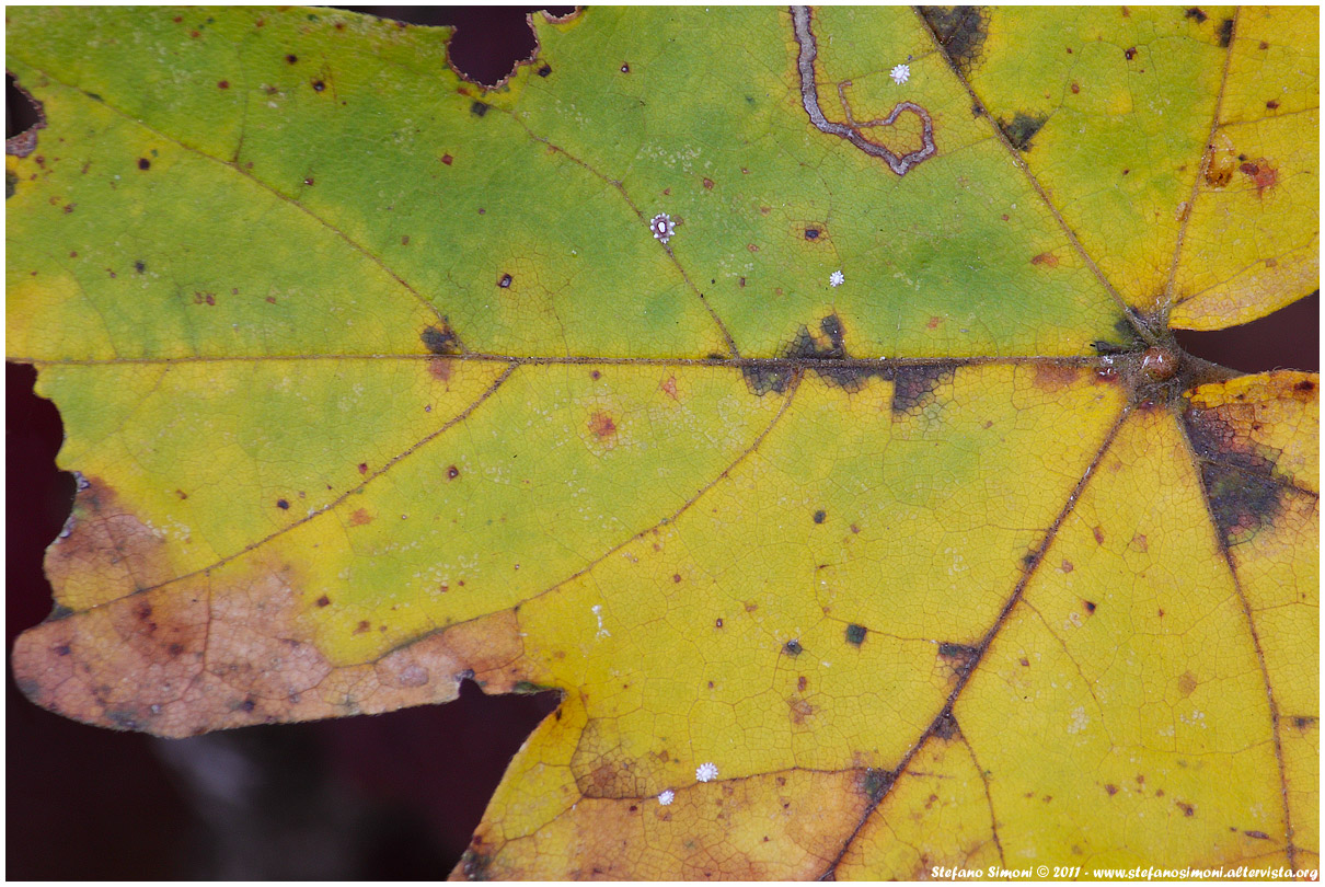 The colors of autumn /4