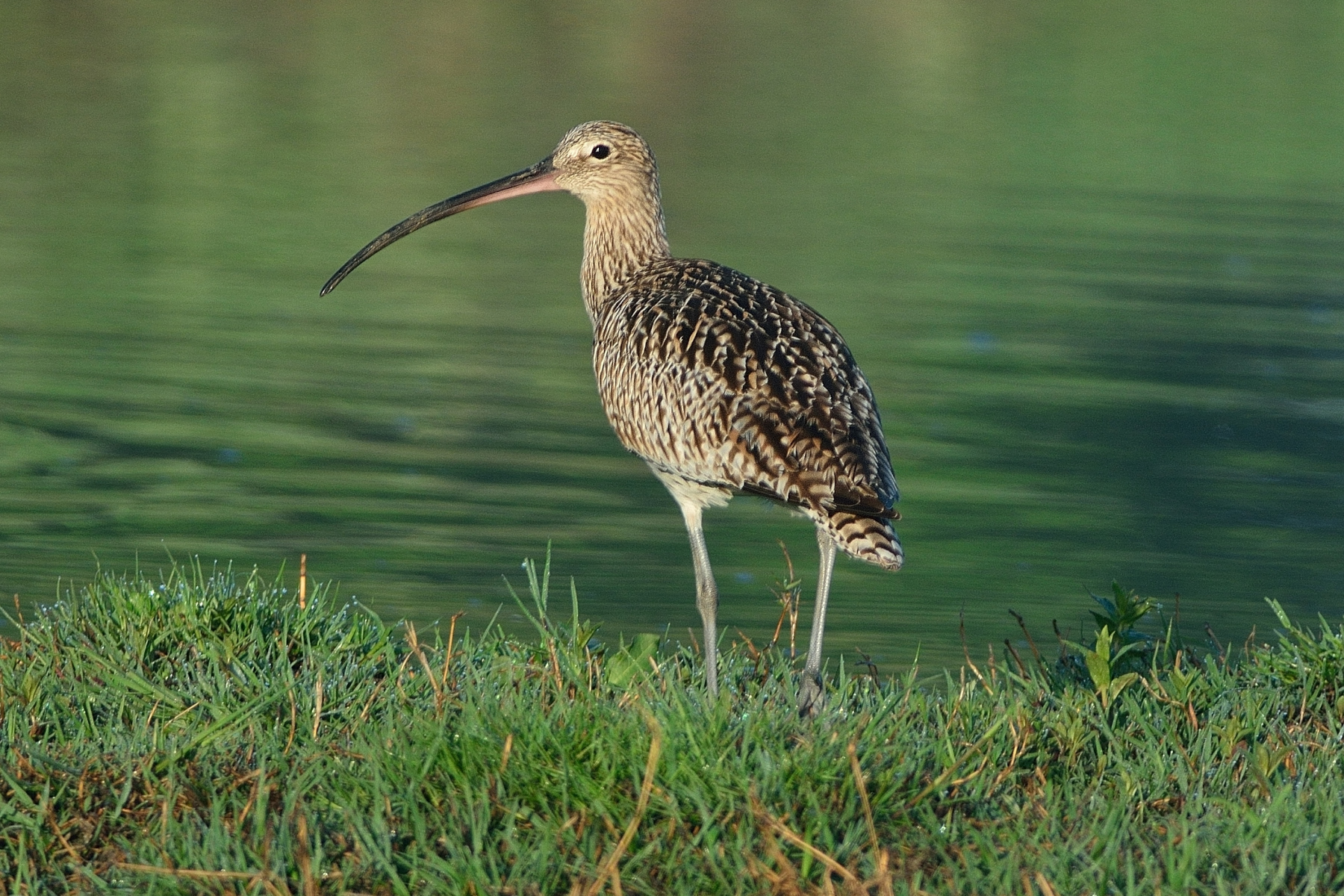 Curlew
