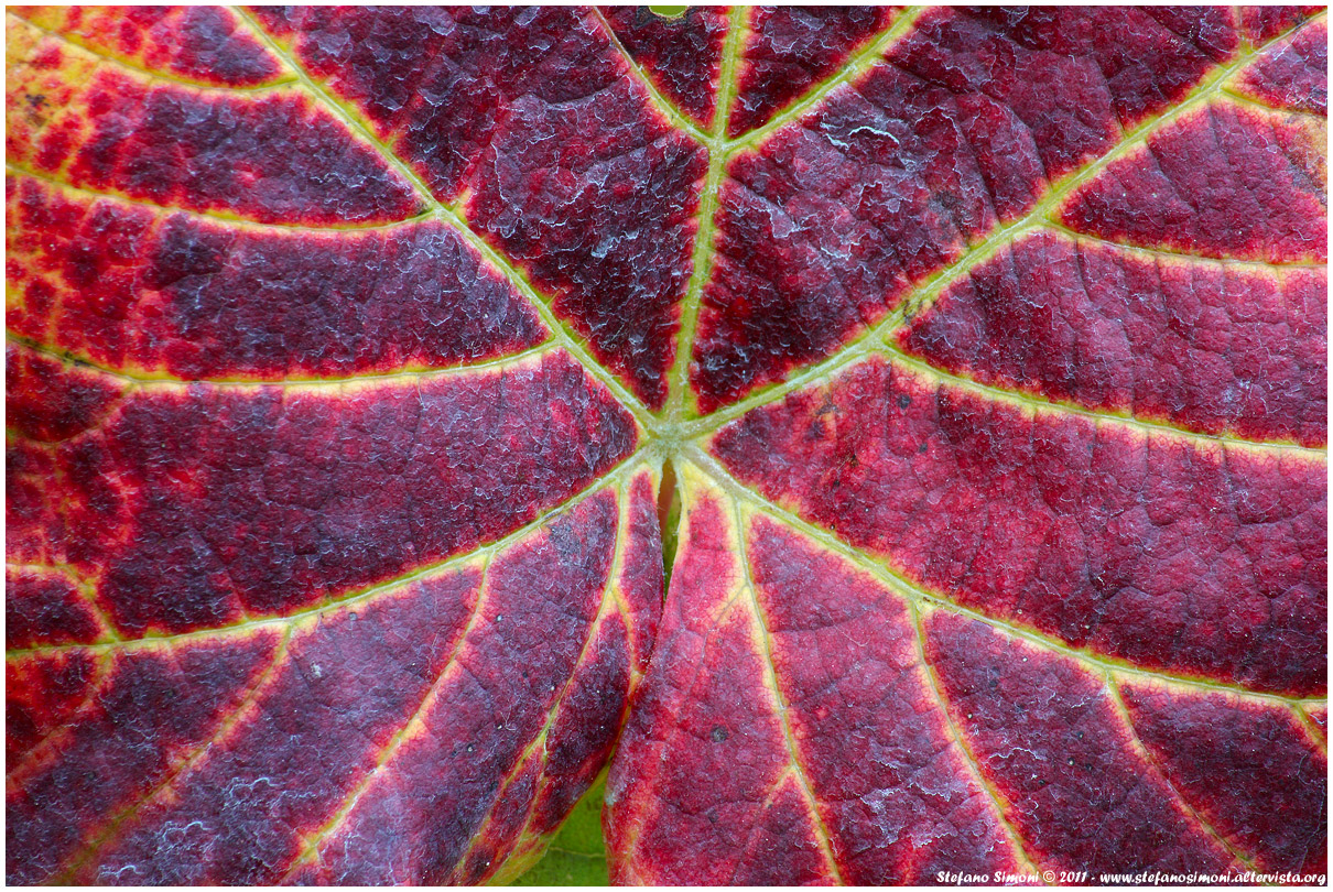 The colors of autumn /5