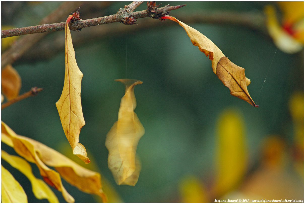 The colors of autumn /8