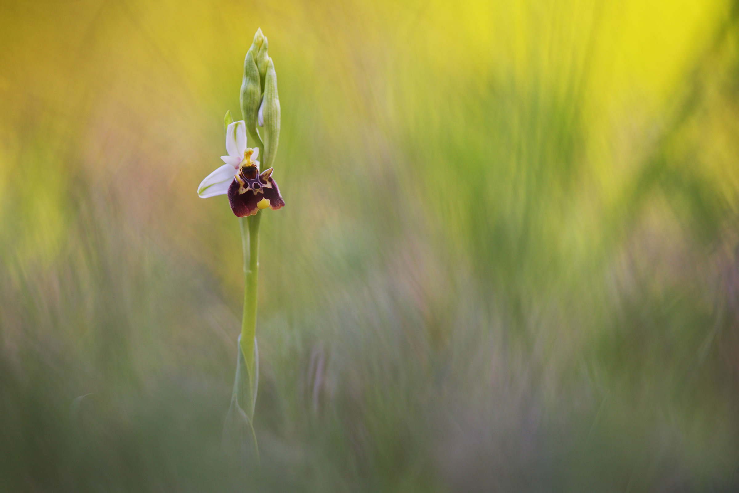 Ophrys holosericea
