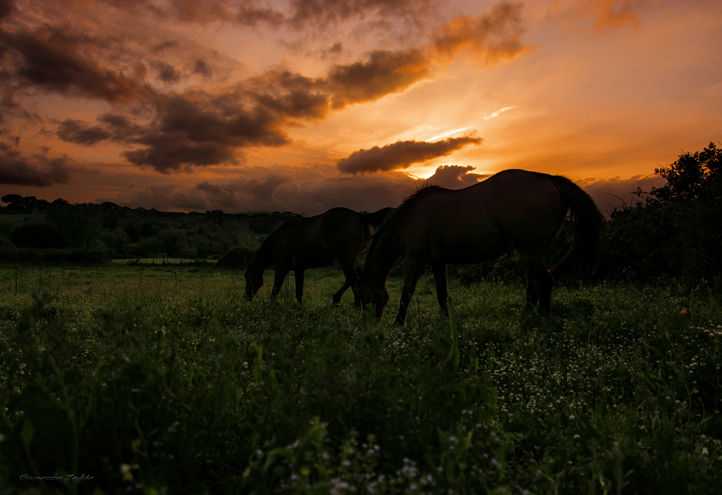 horses at sunset