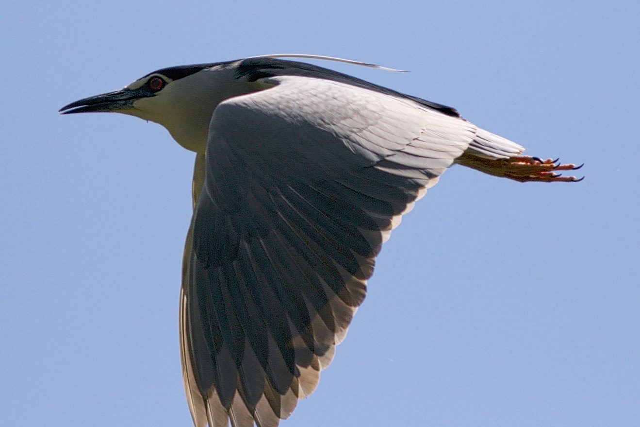 Night Heron in Flight