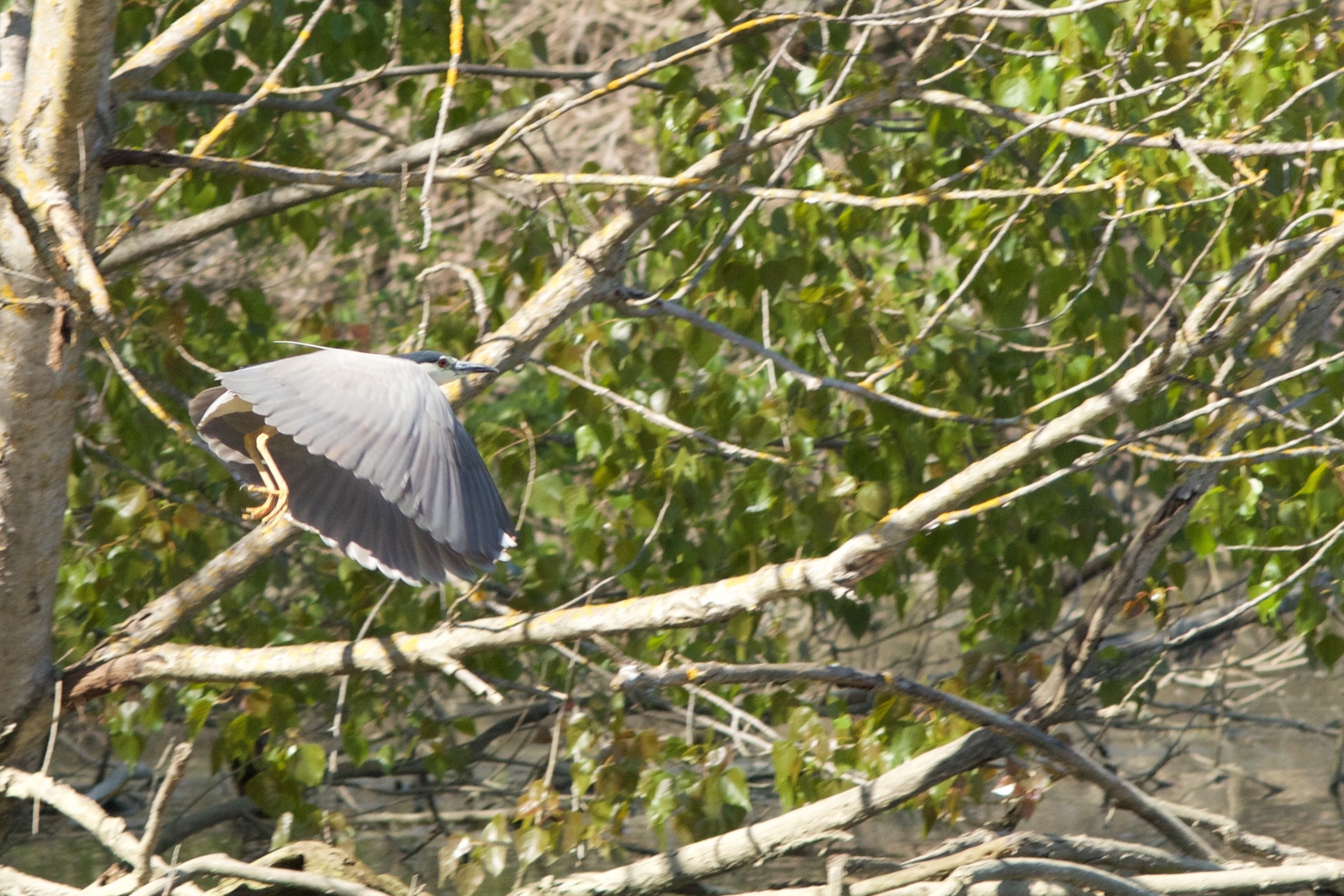 Night Heron