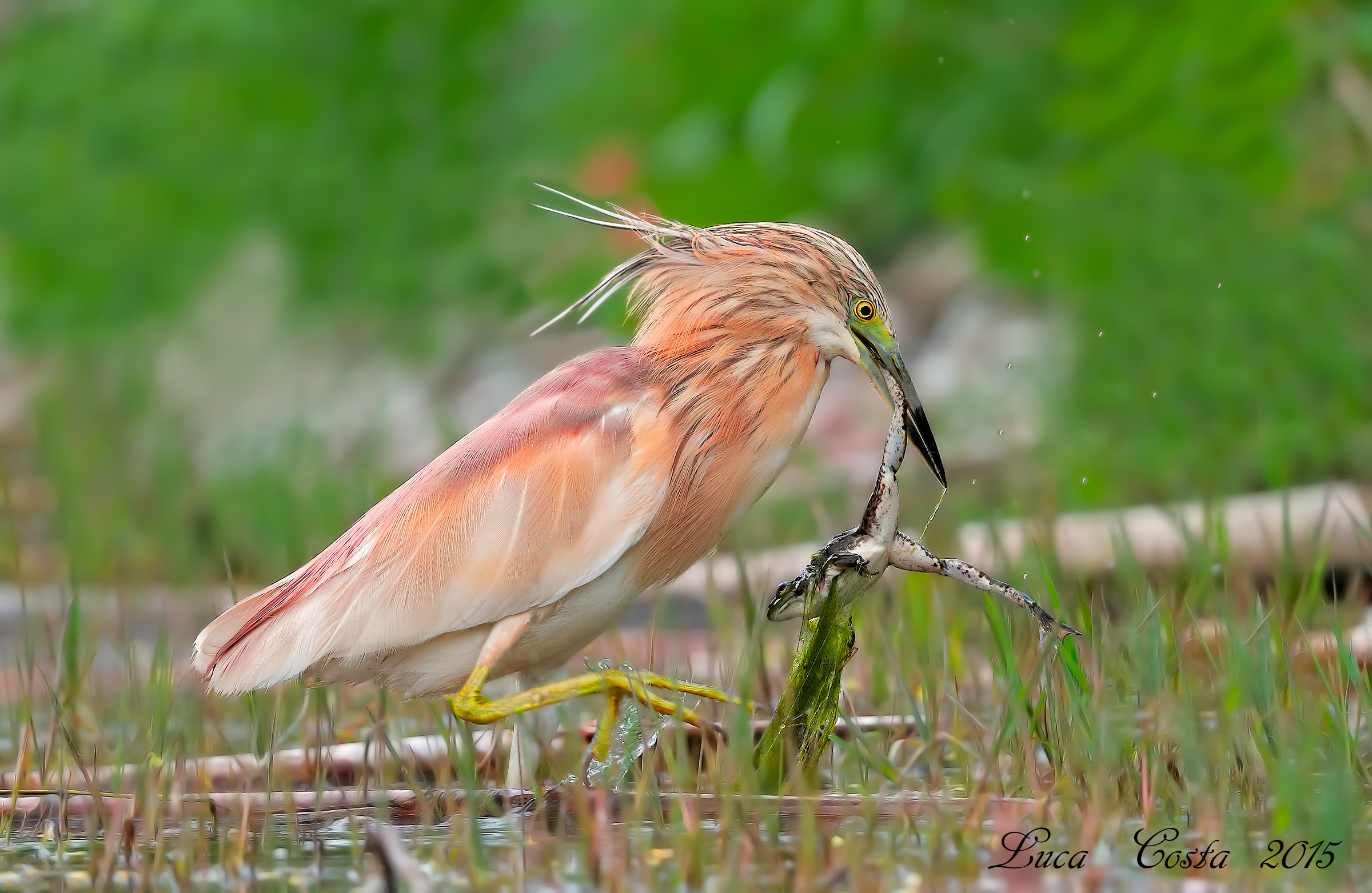 Sgarza con colazione