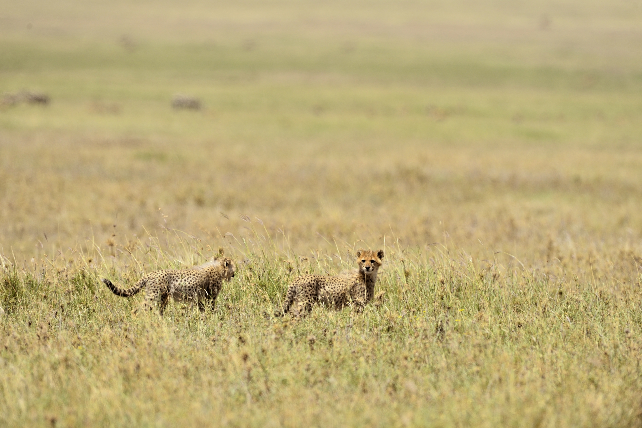Tanzania 2015 - ..puntini nella savana