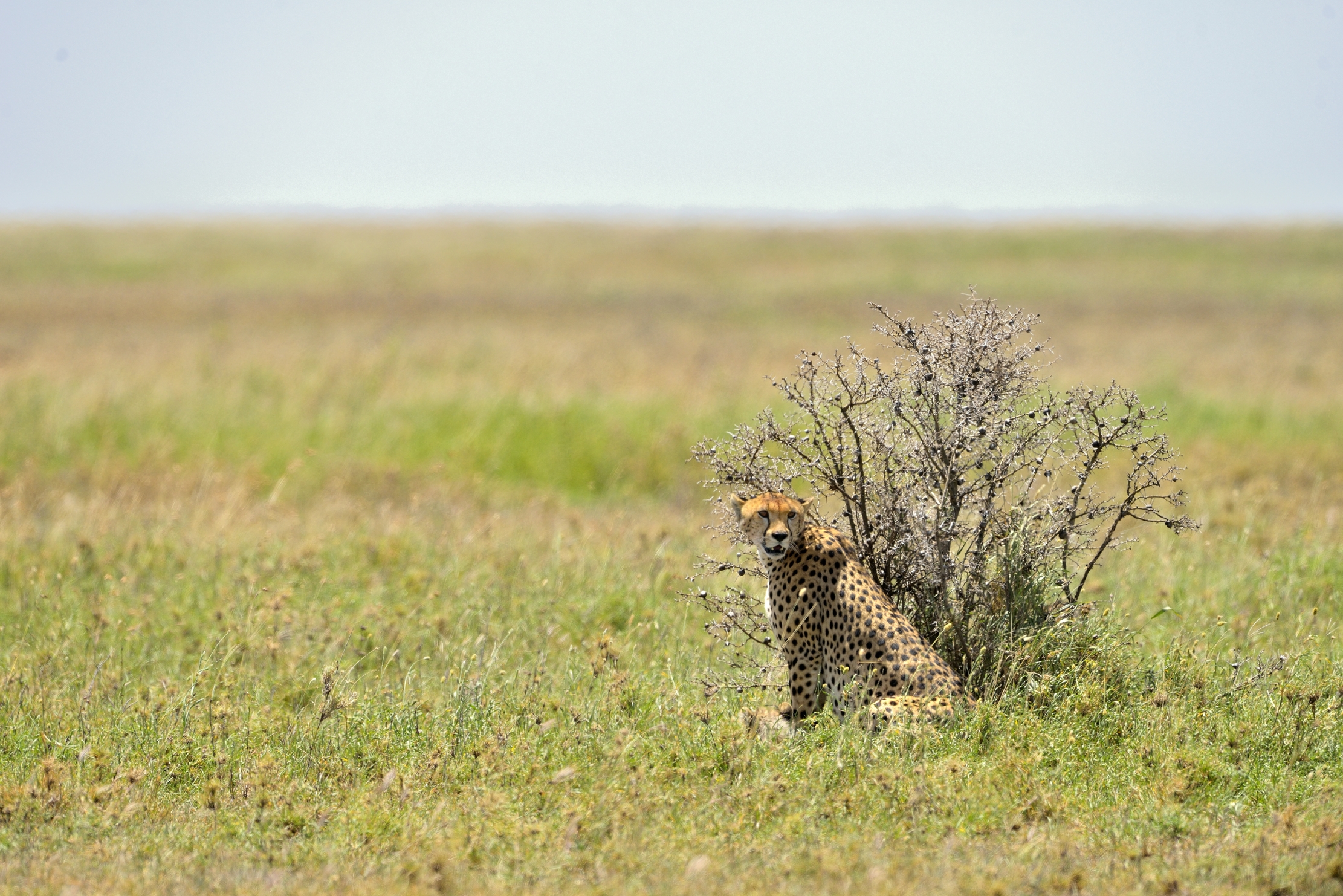 Tanzania 2015 - ..al riparo..