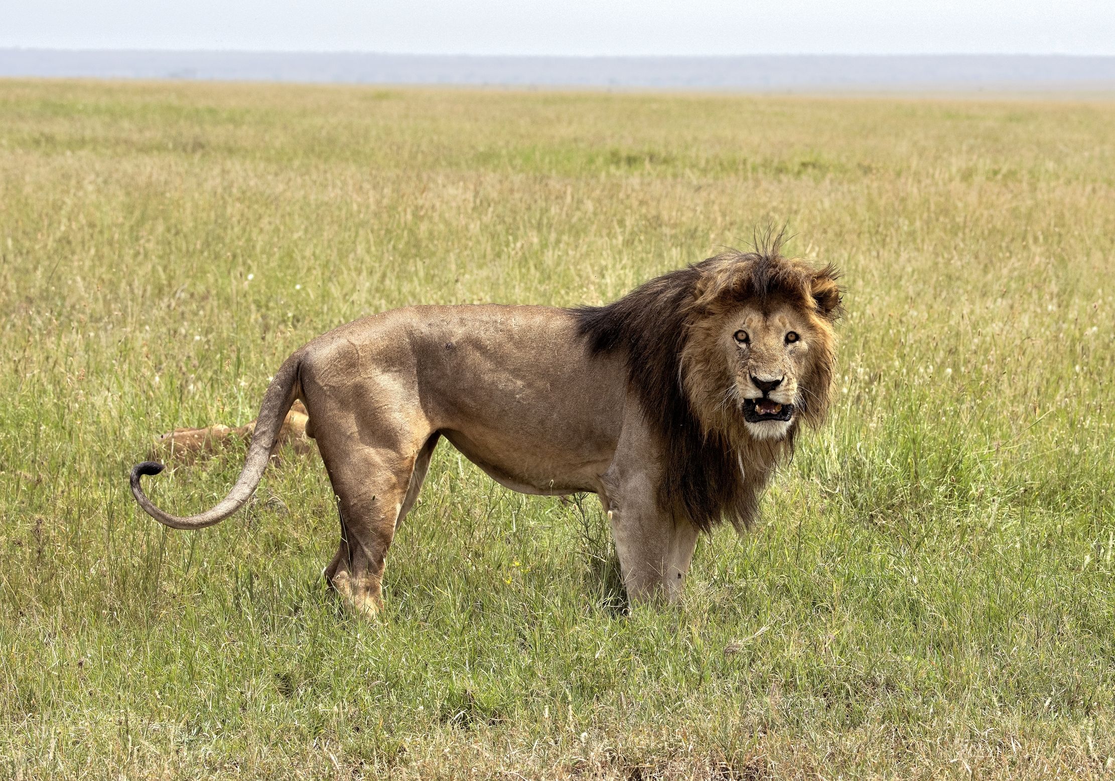 Tanzania 2015 - Poco raccomandabile