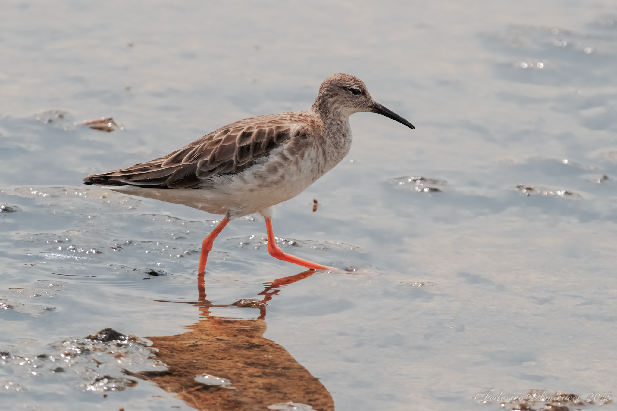 Alla ricerca di cibo tra il fango