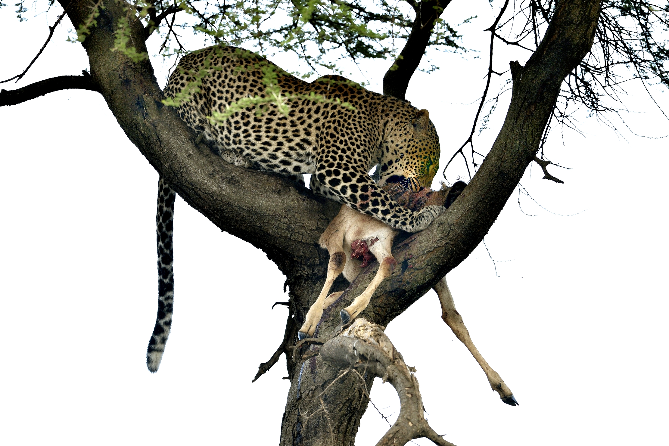 Tanzania 2015 - Leopard