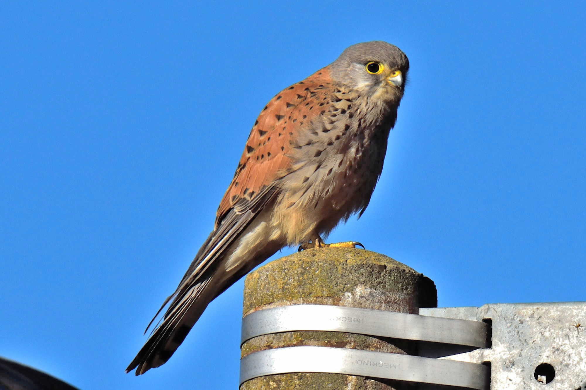 kestrel