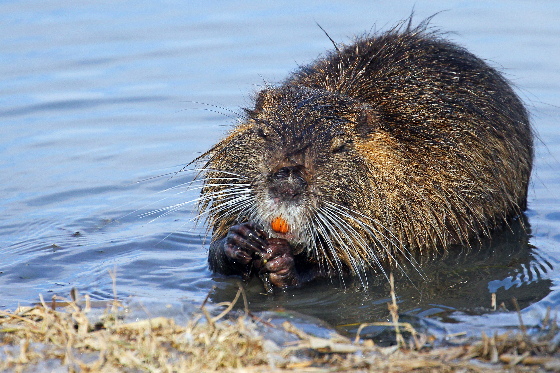Nutria in HD