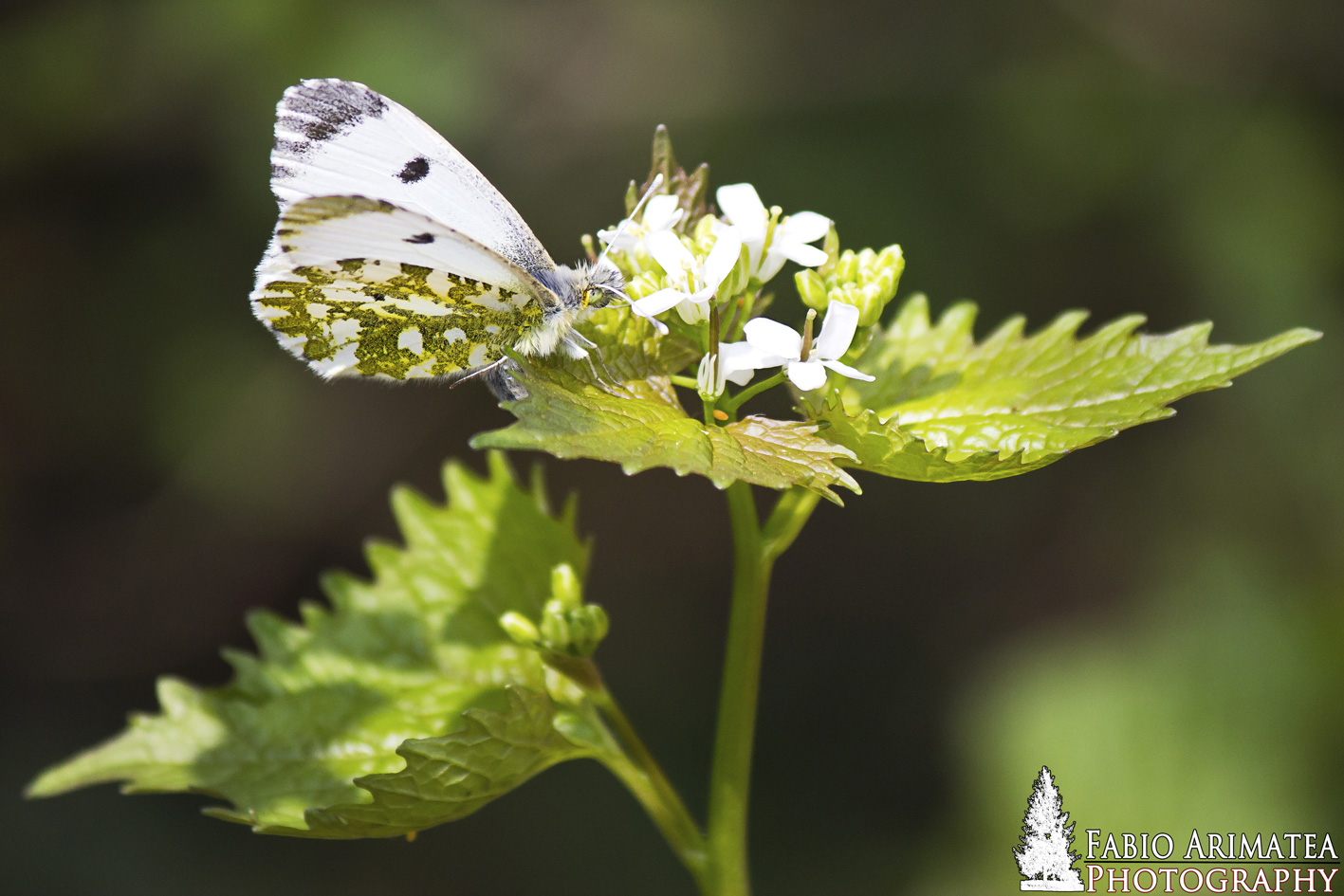 Anthocharis cardamines femmina