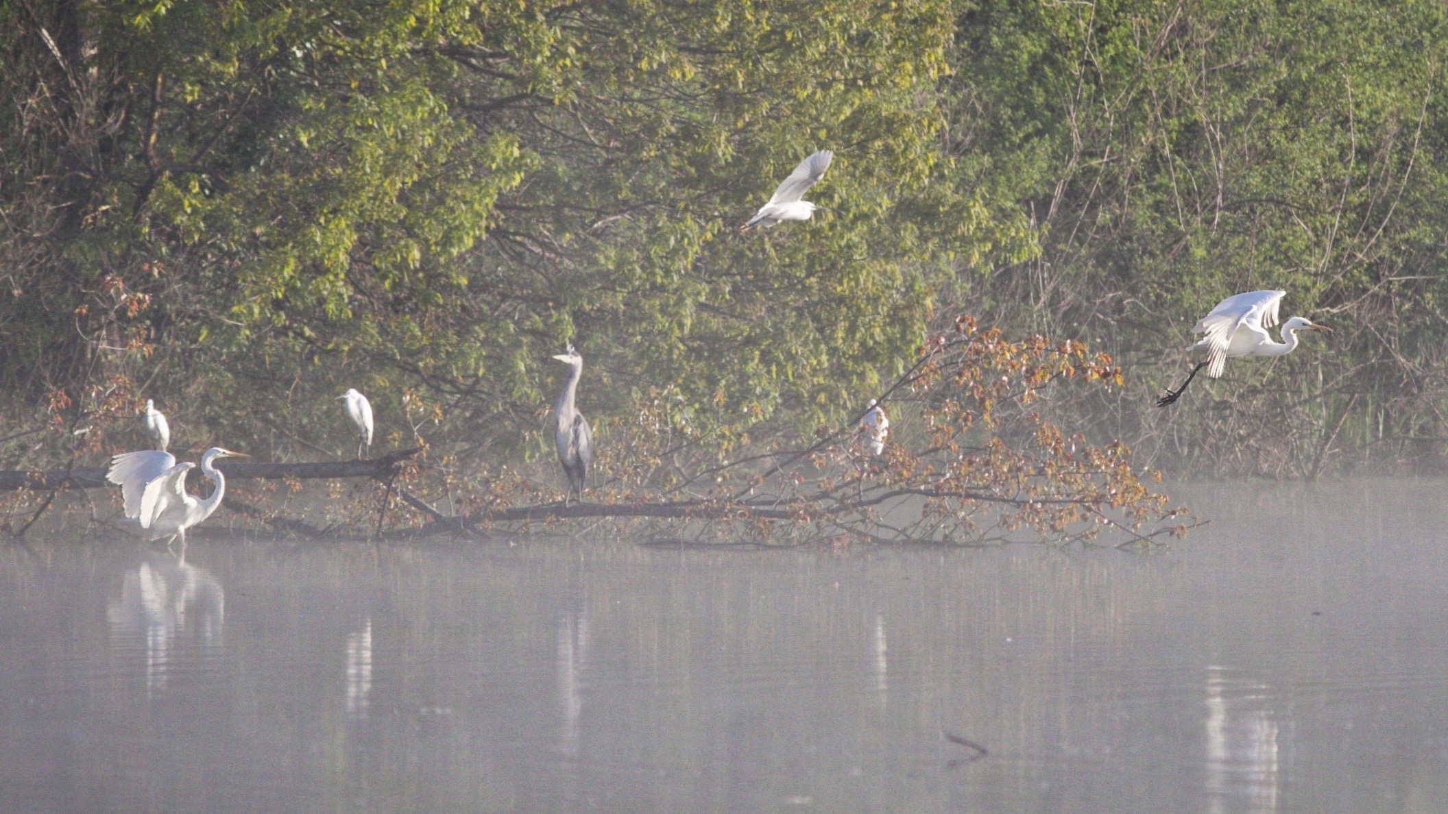 Egrets and herons to Bandella