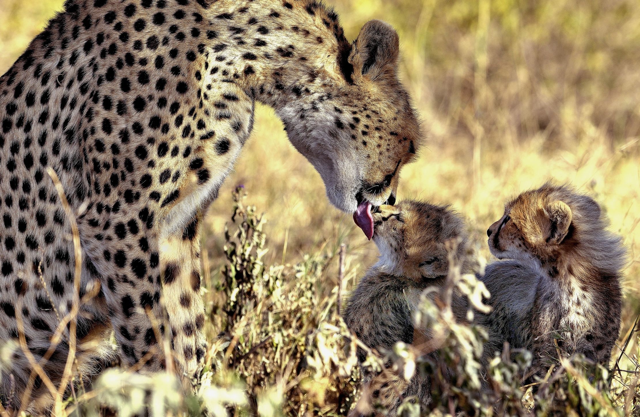 Tanzania 2015 - Baci