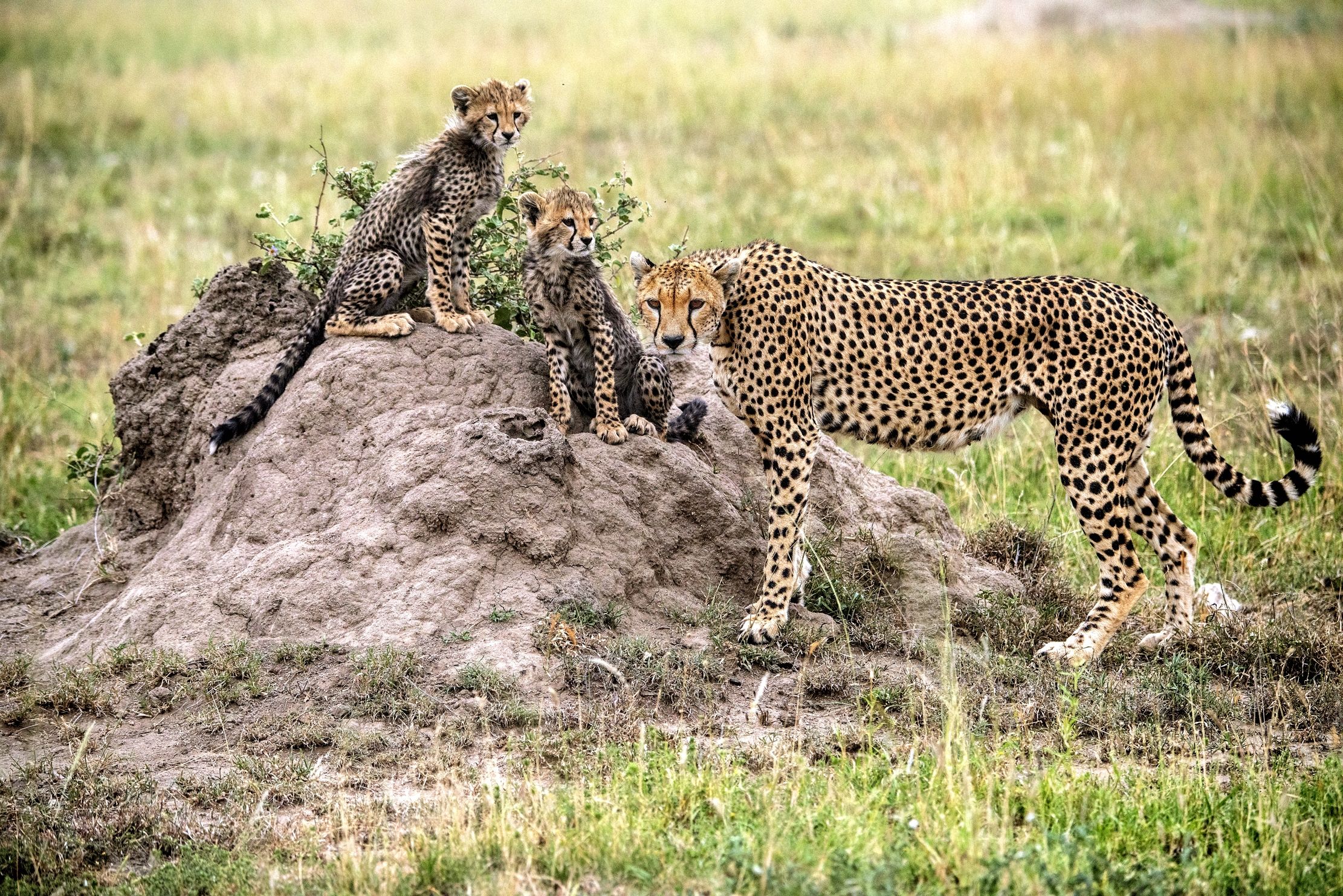 Tanzania 2015 - Famigliola