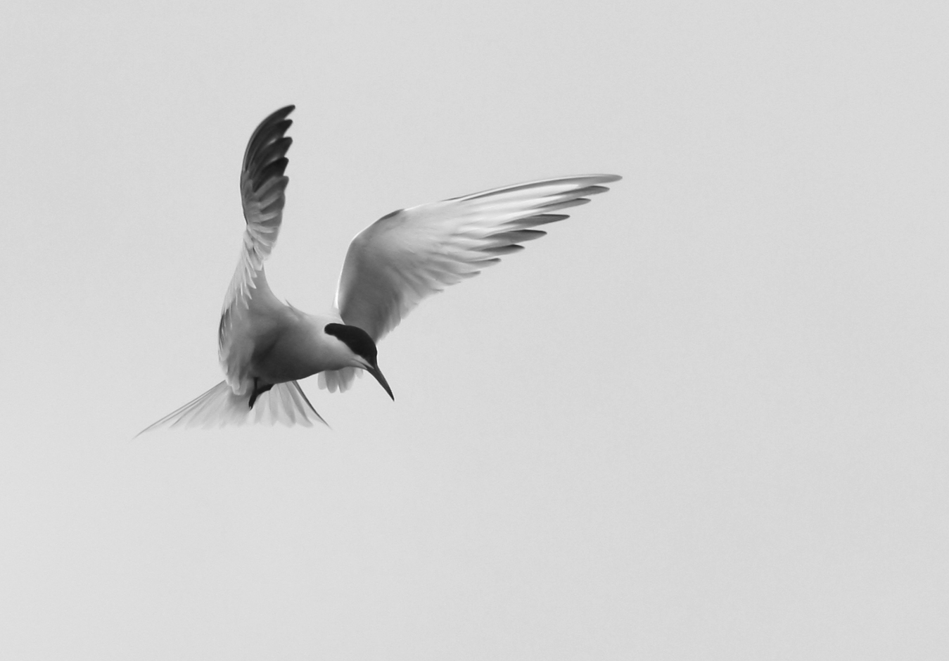 tern