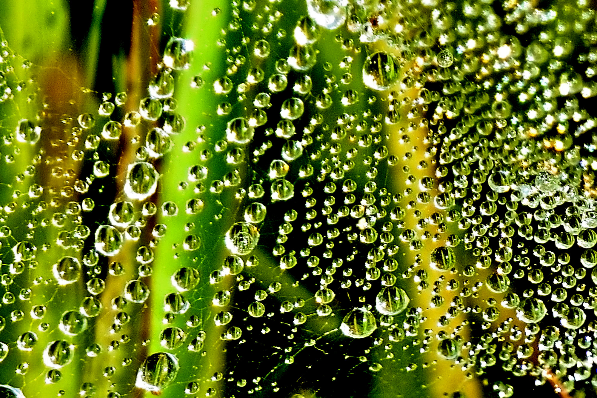 Drops of morning dew