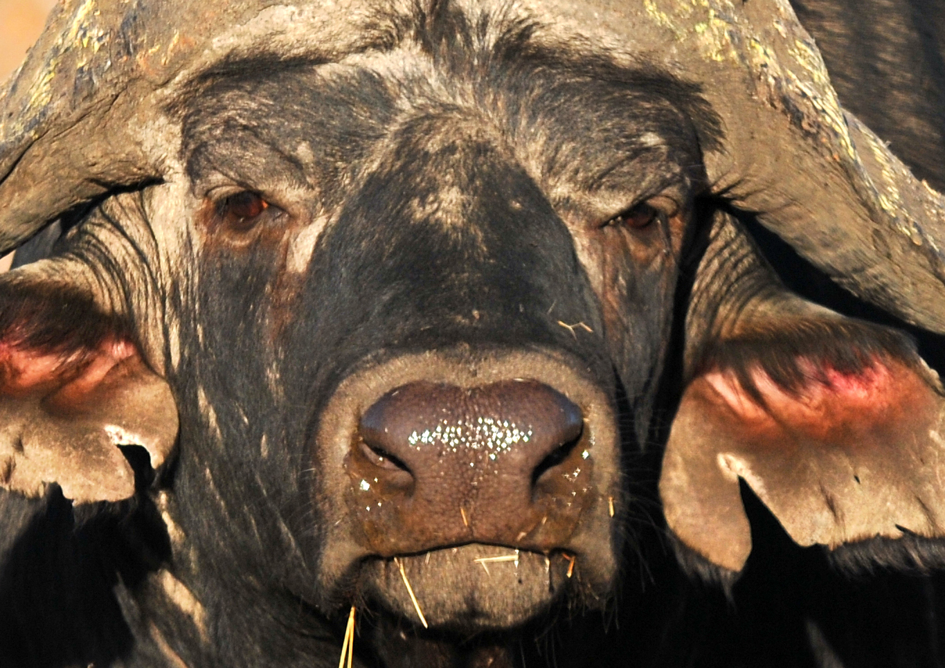 you want to challenge me!