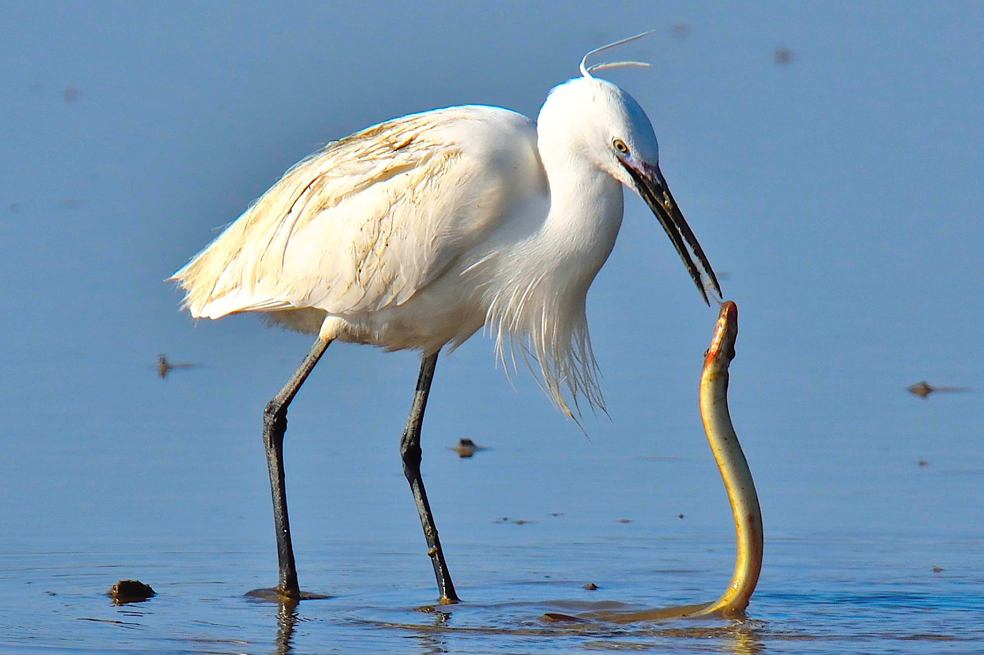 that bad luck and it 'slips