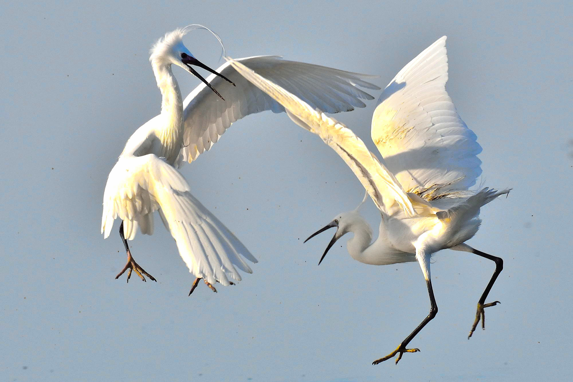 Fighting between egrets