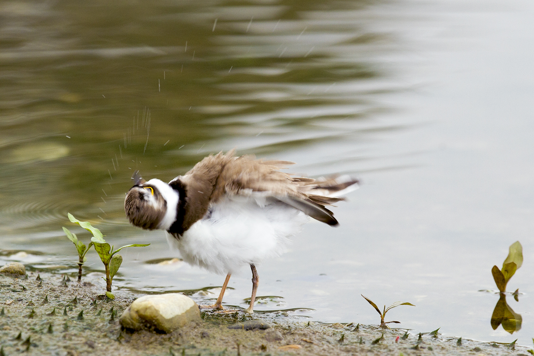 Shake after a bath