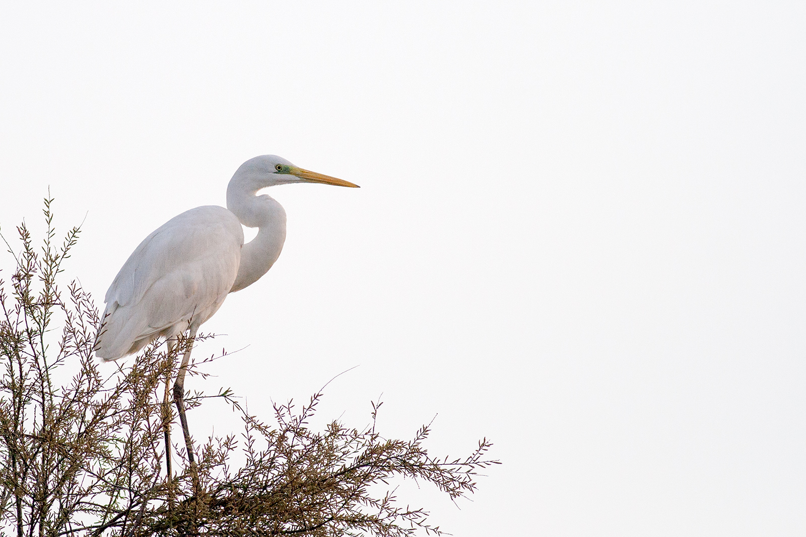 Airone bianco maggiore