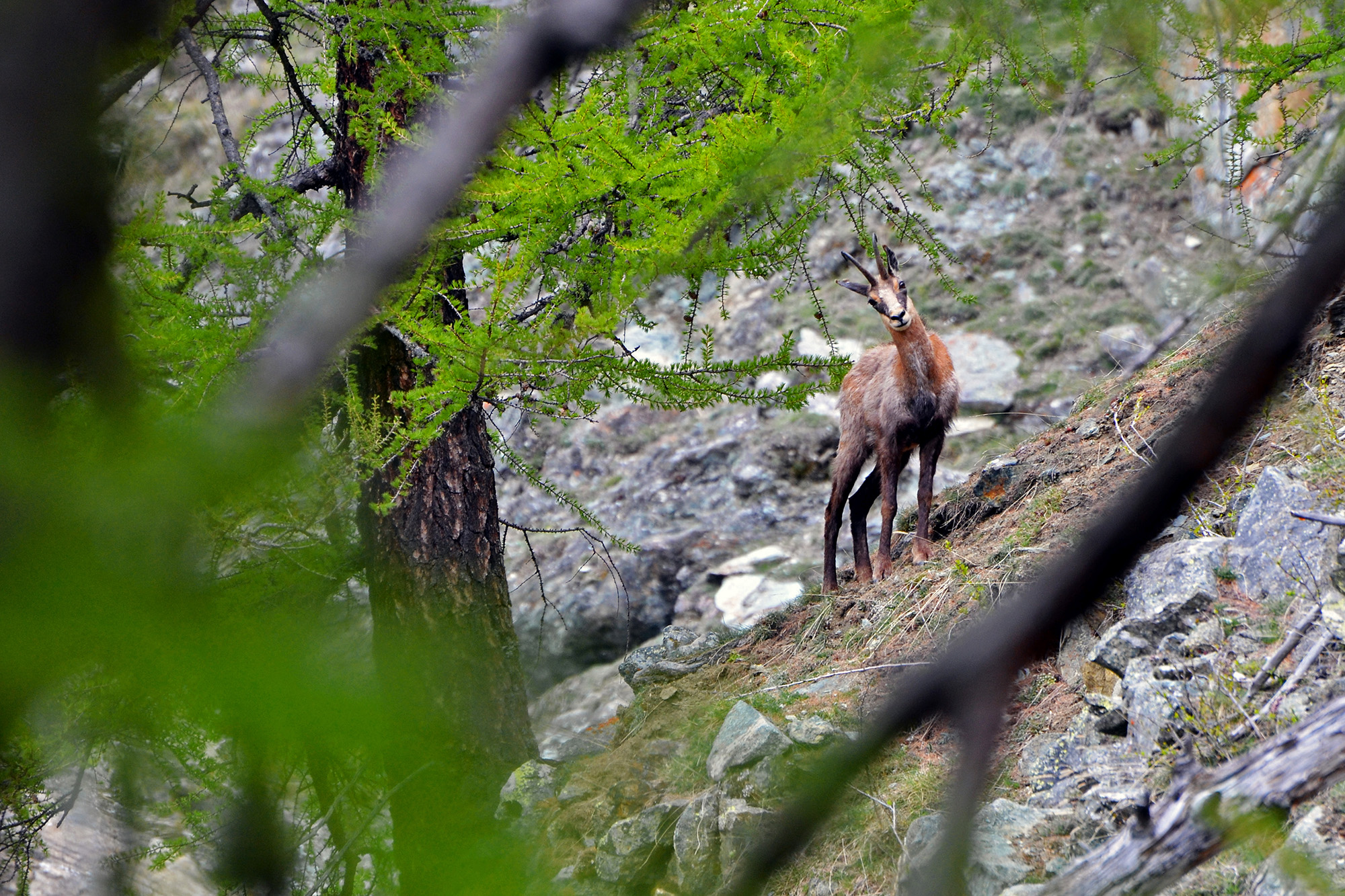 A window in the woods
