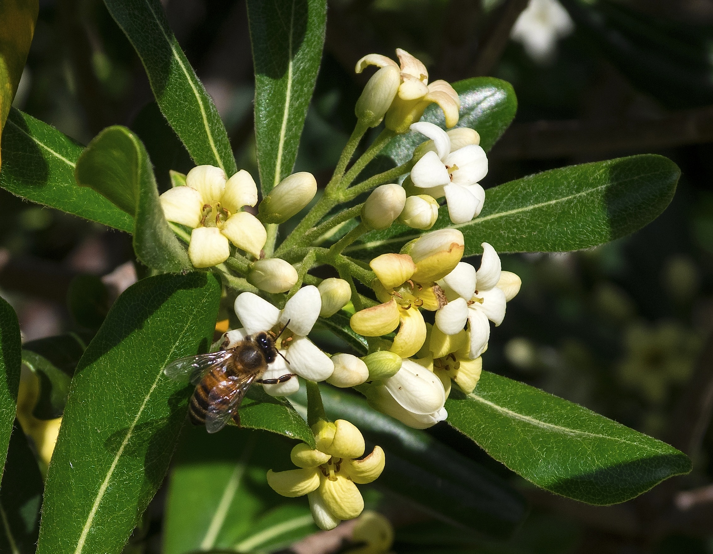 in the flowers of Tusa