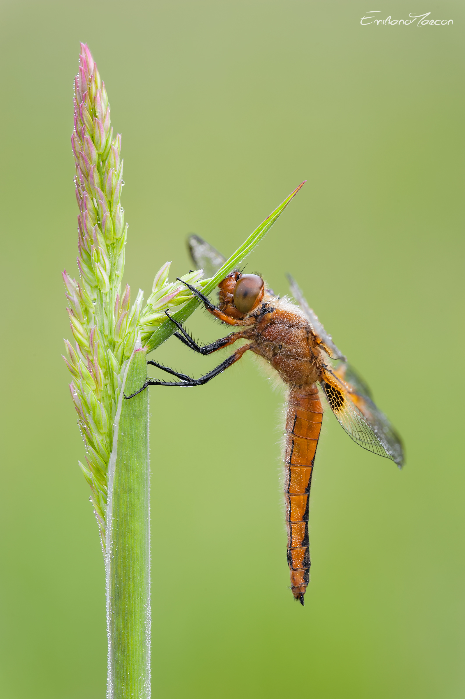 Nascondersi dietro ad un dito