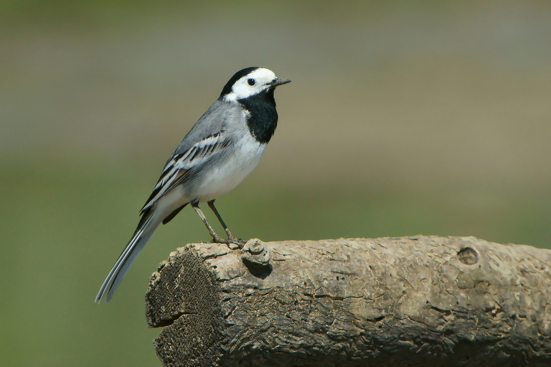 White Wagtail