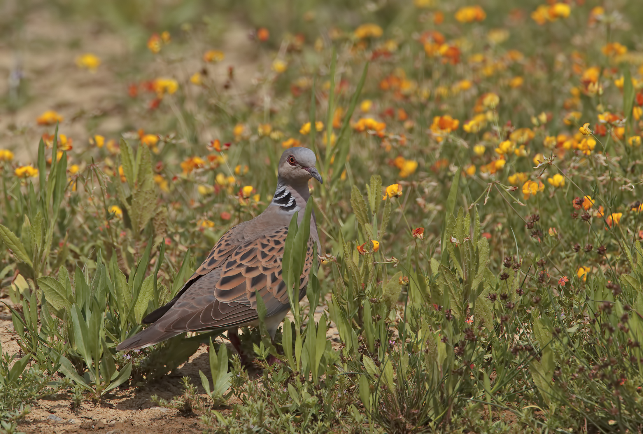 Nell'erba e tra i fiori (Tortora selvatica)