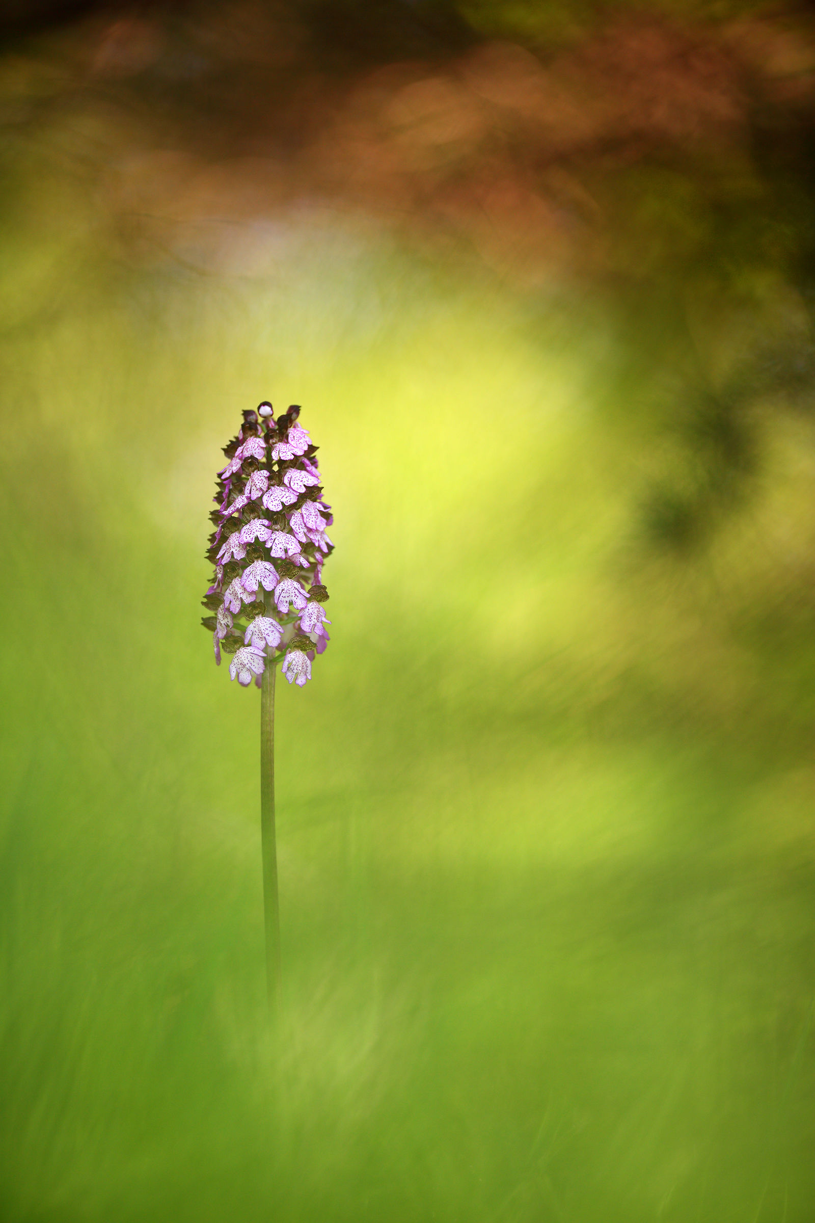 Orchis purpurea