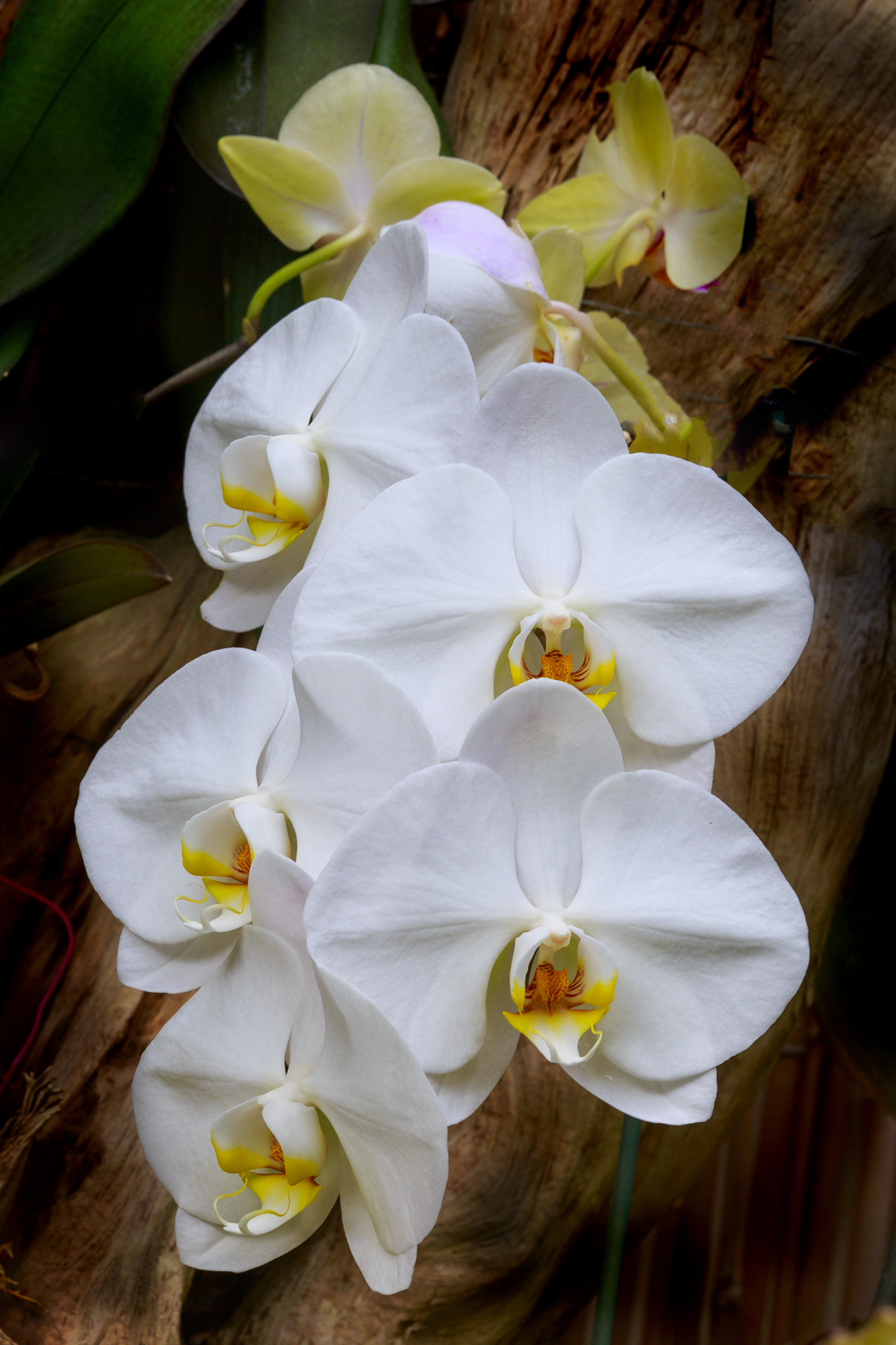 White Orchid