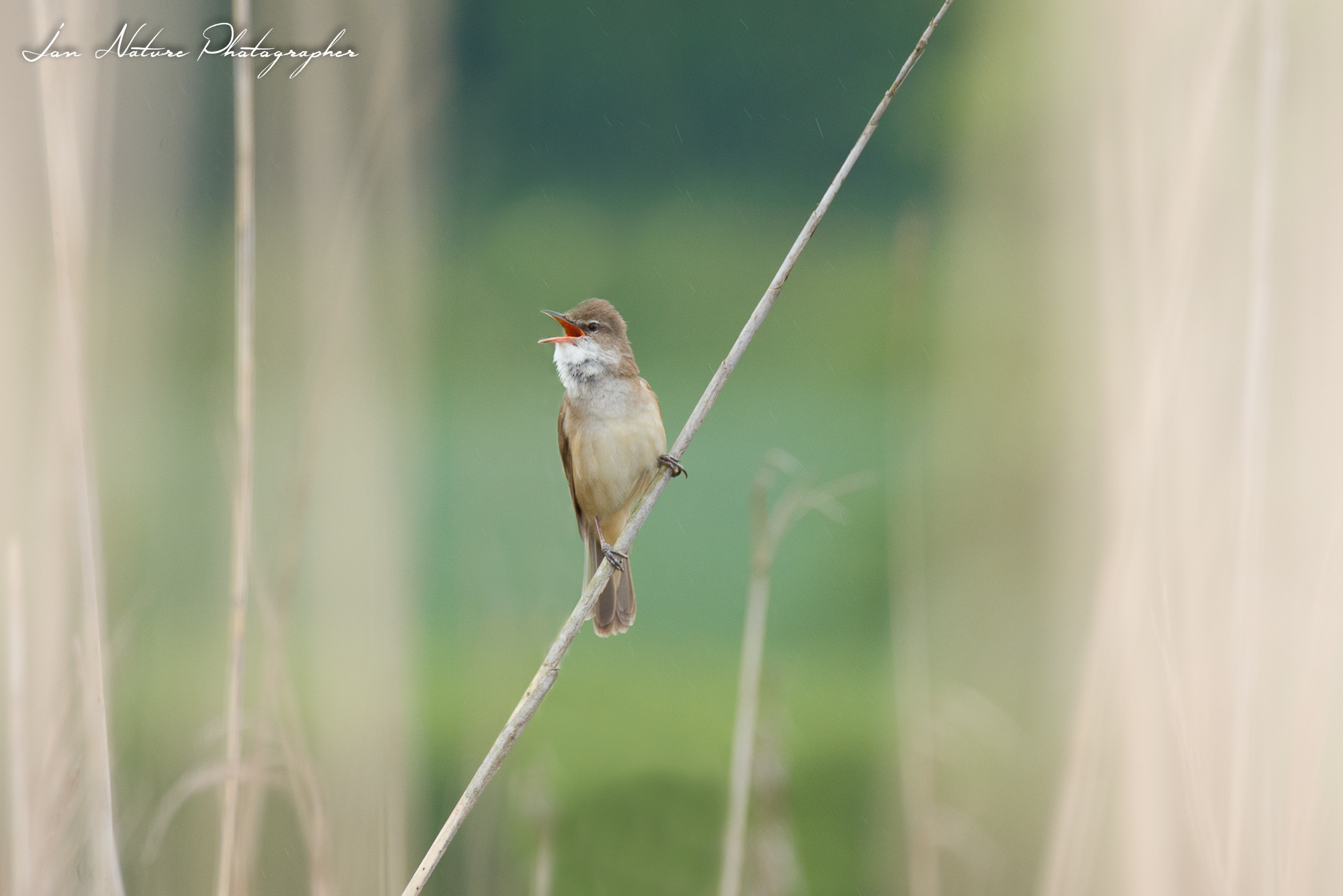 Dubbio.. Cannareccione o Usignolo?