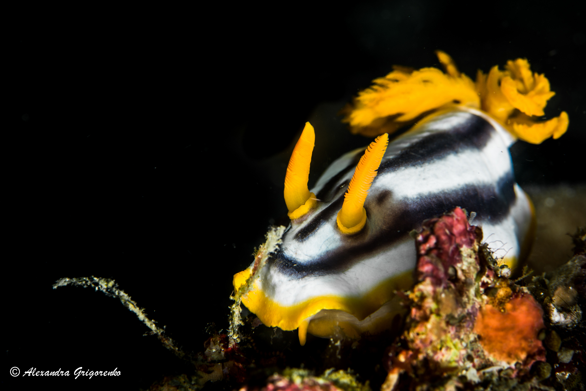 Nudibranch