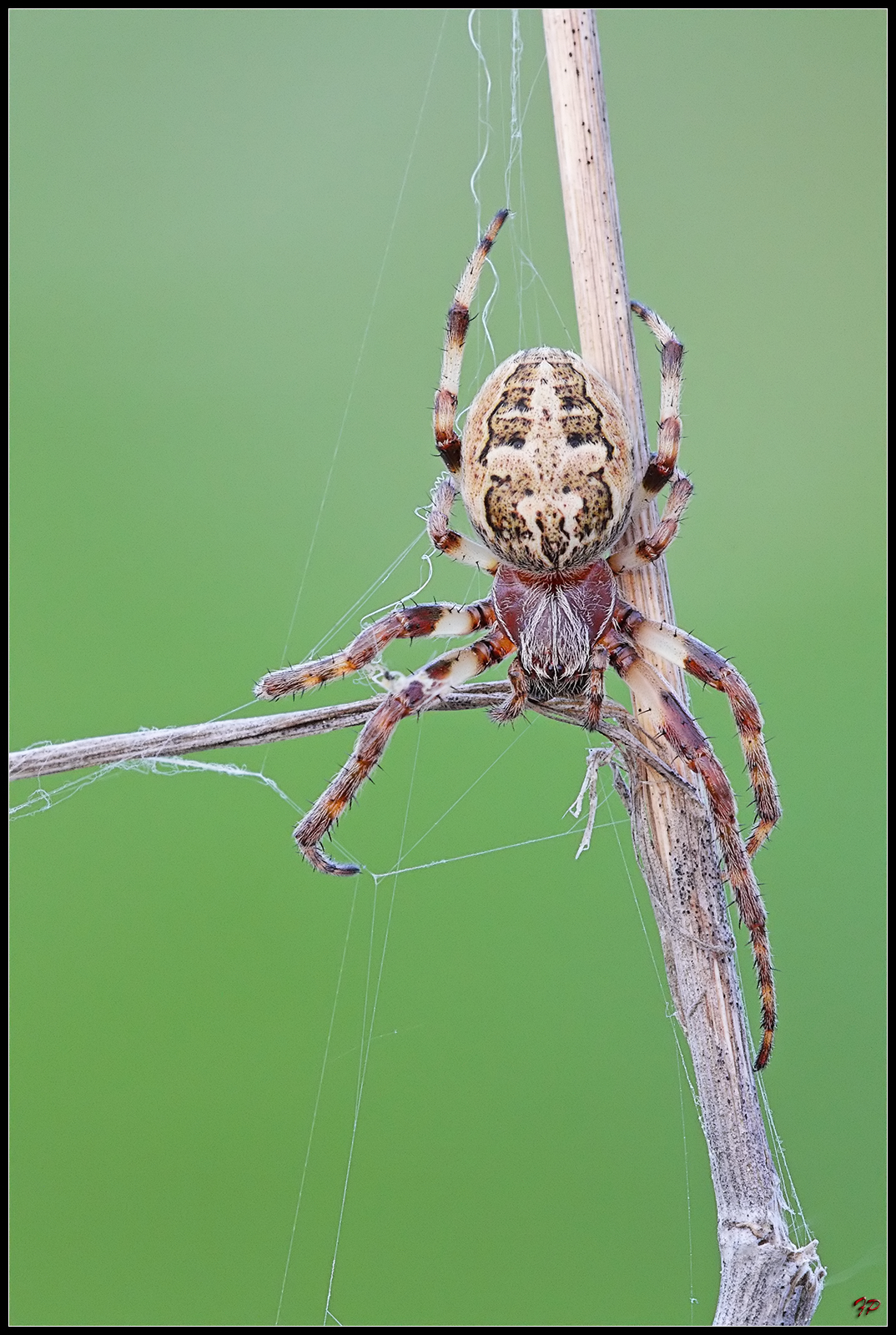 Araneus ...