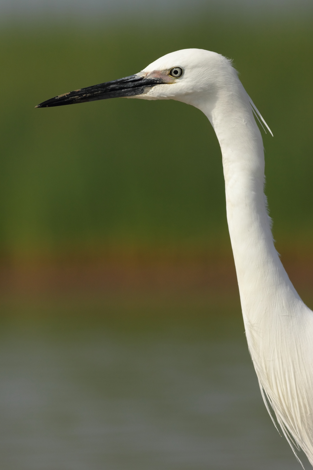 ritratto di garzetta