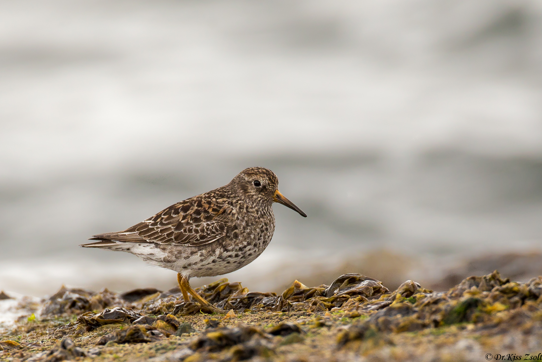 Purple sandpiper