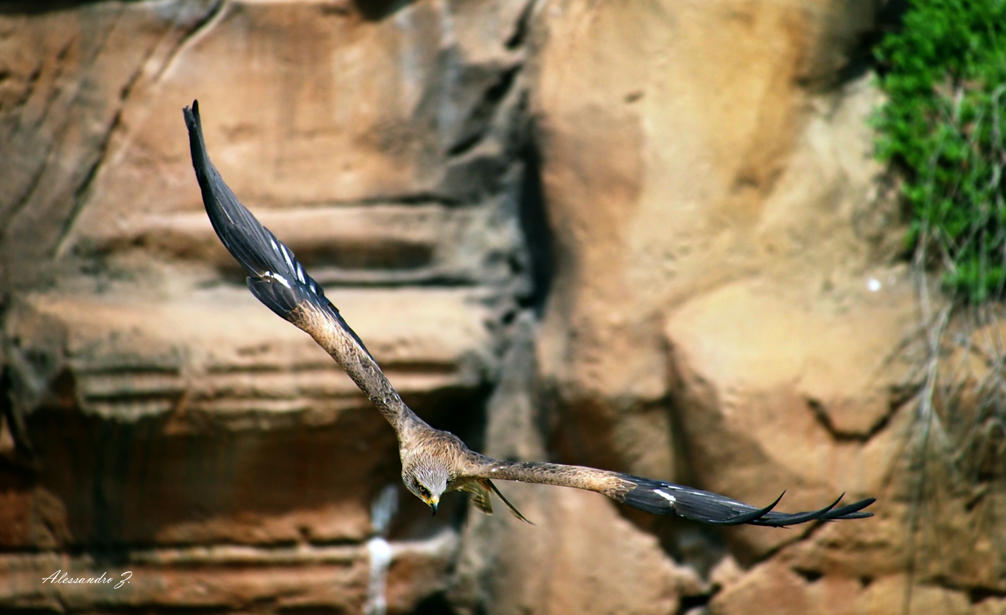 Lo sguardo del Nibbio Bruno