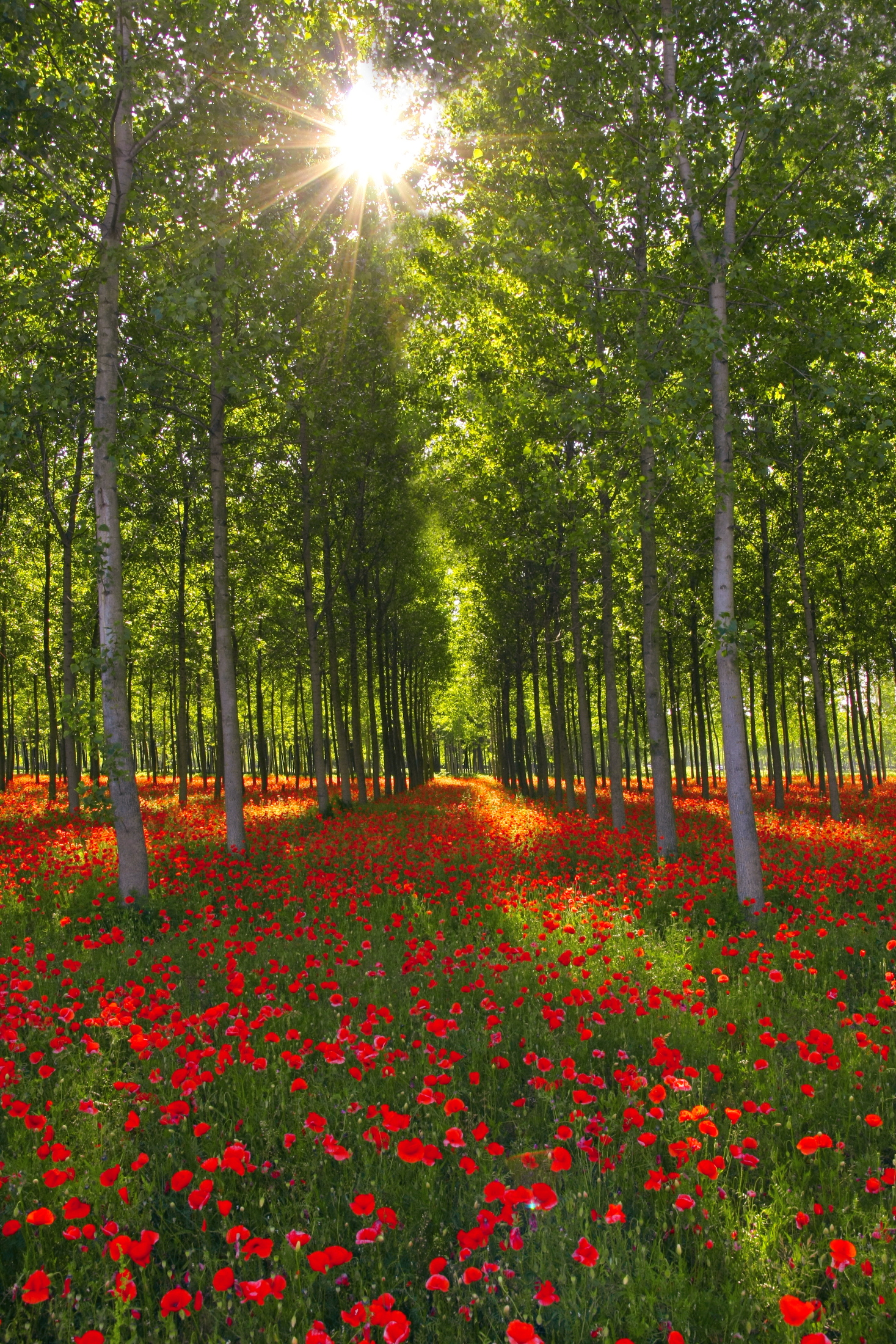 Sole..tra thousand red poppies